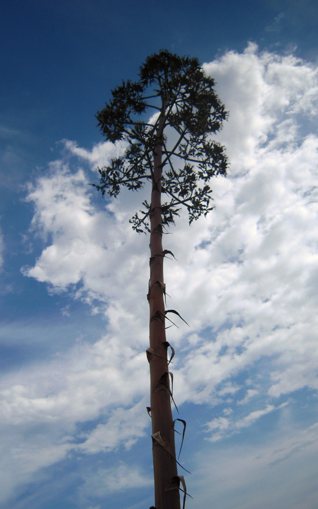 Image of Agave americana var. marginata specimen.