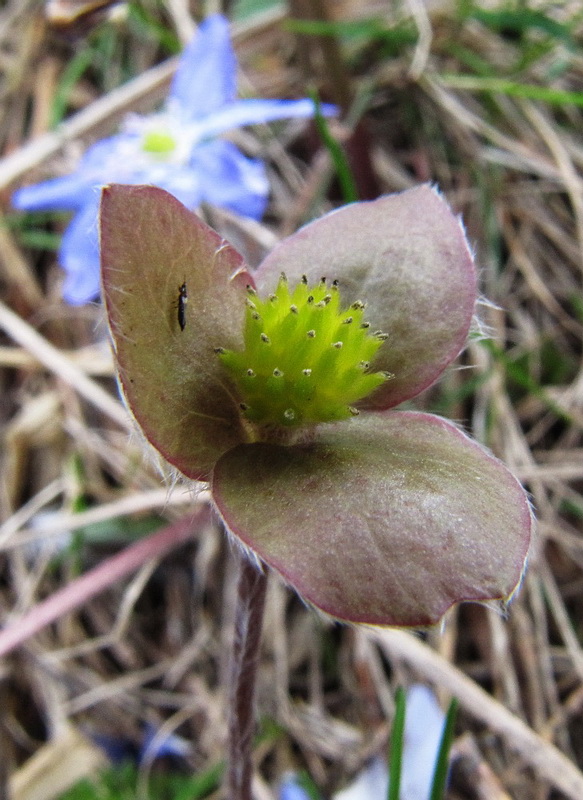 Изображение особи Hepatica nobilis.