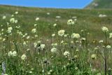 Cephalaria gigantea. Верхушки цветущих растений. Республика Адыгея, плато Лаго-Наки, ур. Верх. Цица. 24.07.2012.