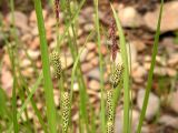 Carex appendiculata