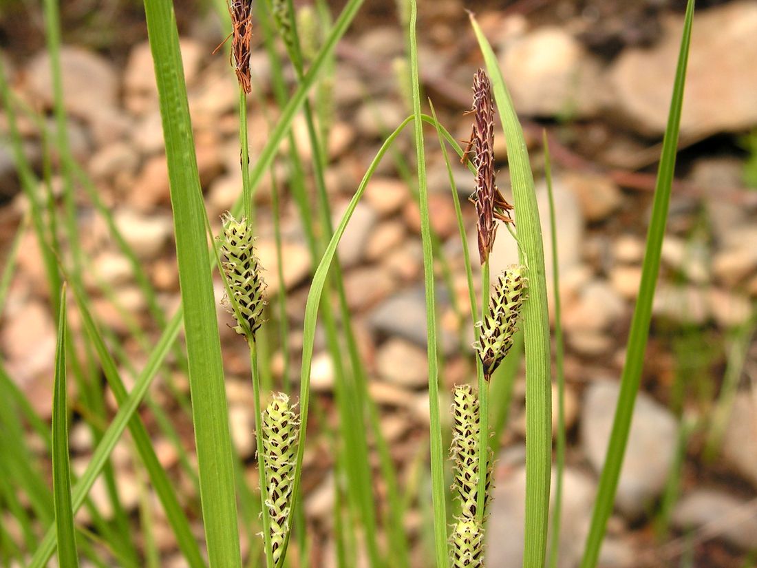 Изображение особи Carex appendiculata.