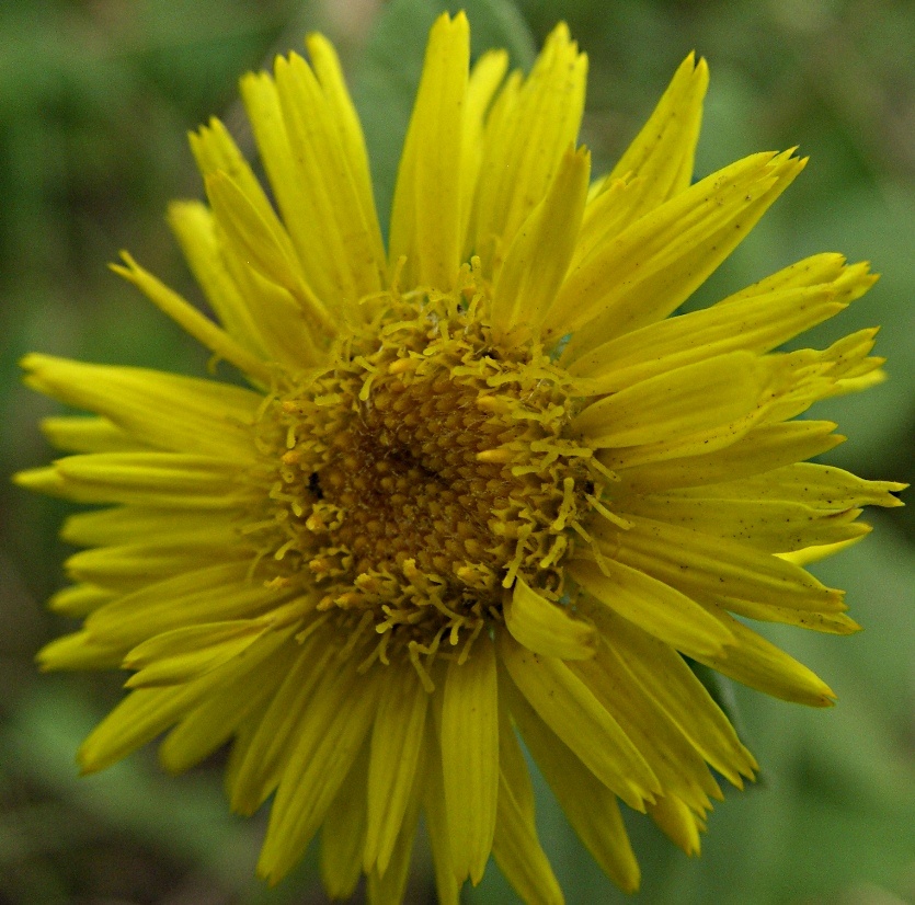 Image of Inula britannica specimen.