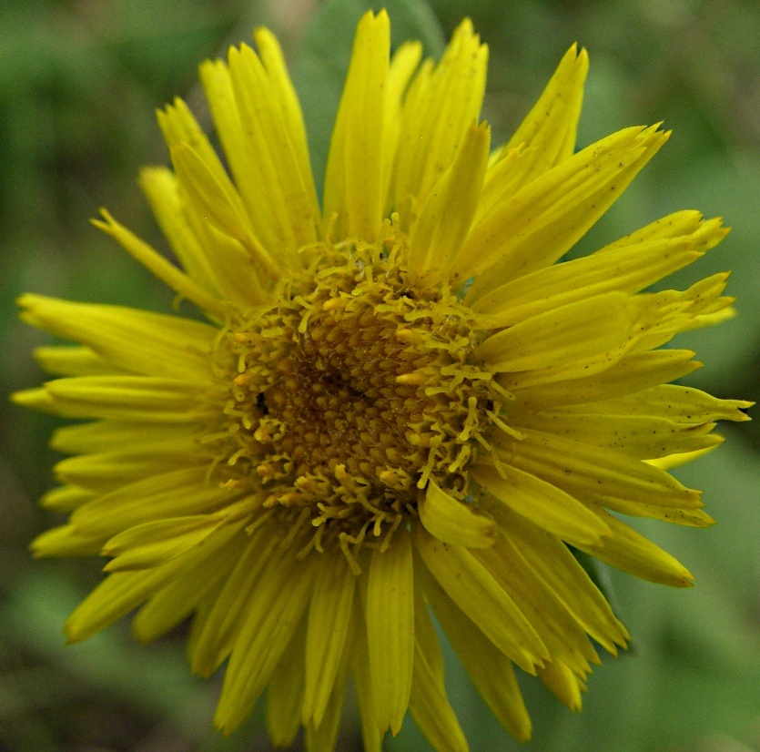 Изображение особи Inula britannica.