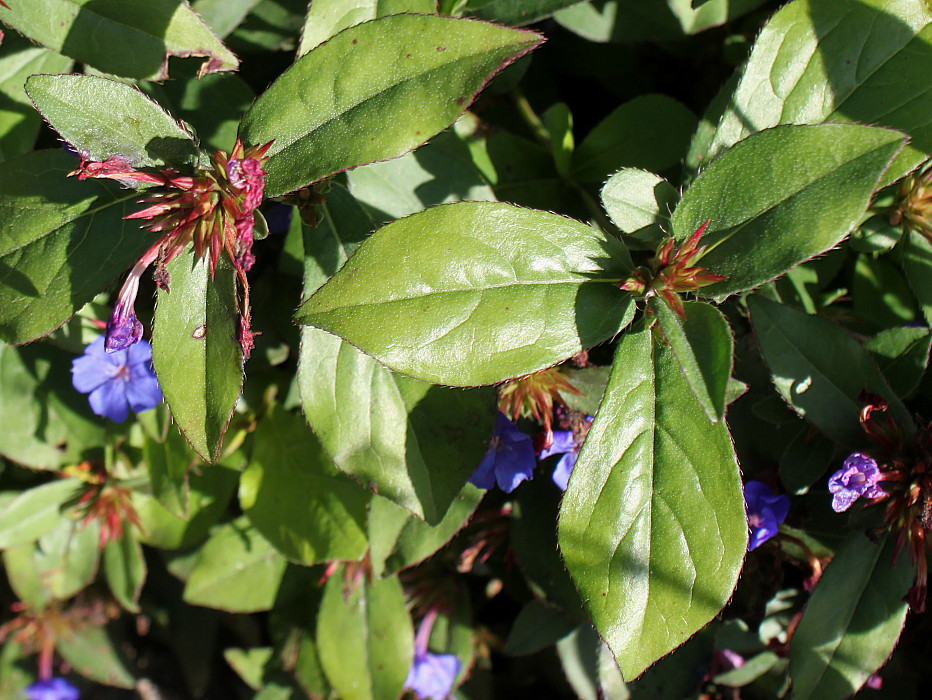 Image of Ceratostigma plumbaginoides specimen.