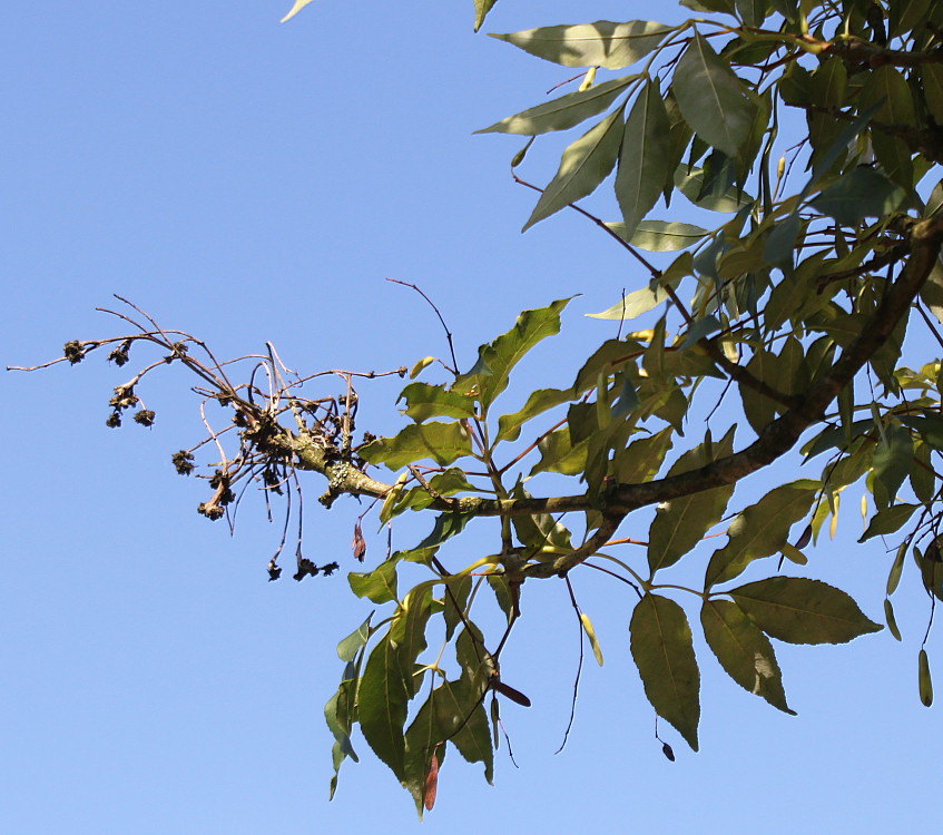 Изображение особи Fraxinus ornus.