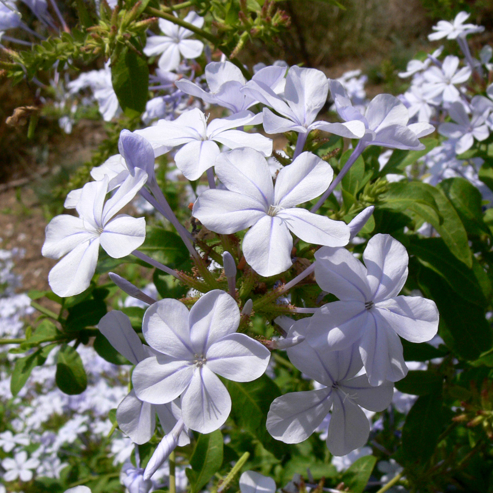 Изображение особи Plumbago auriculata.