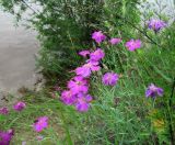 Dianthus versicolor. Цветущие растения на береговом обрыве. Иркутская обл., г. Бодайбо, р. Витим. 15.07.2012.