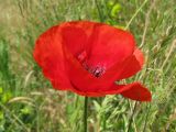 Papaver rhoeas