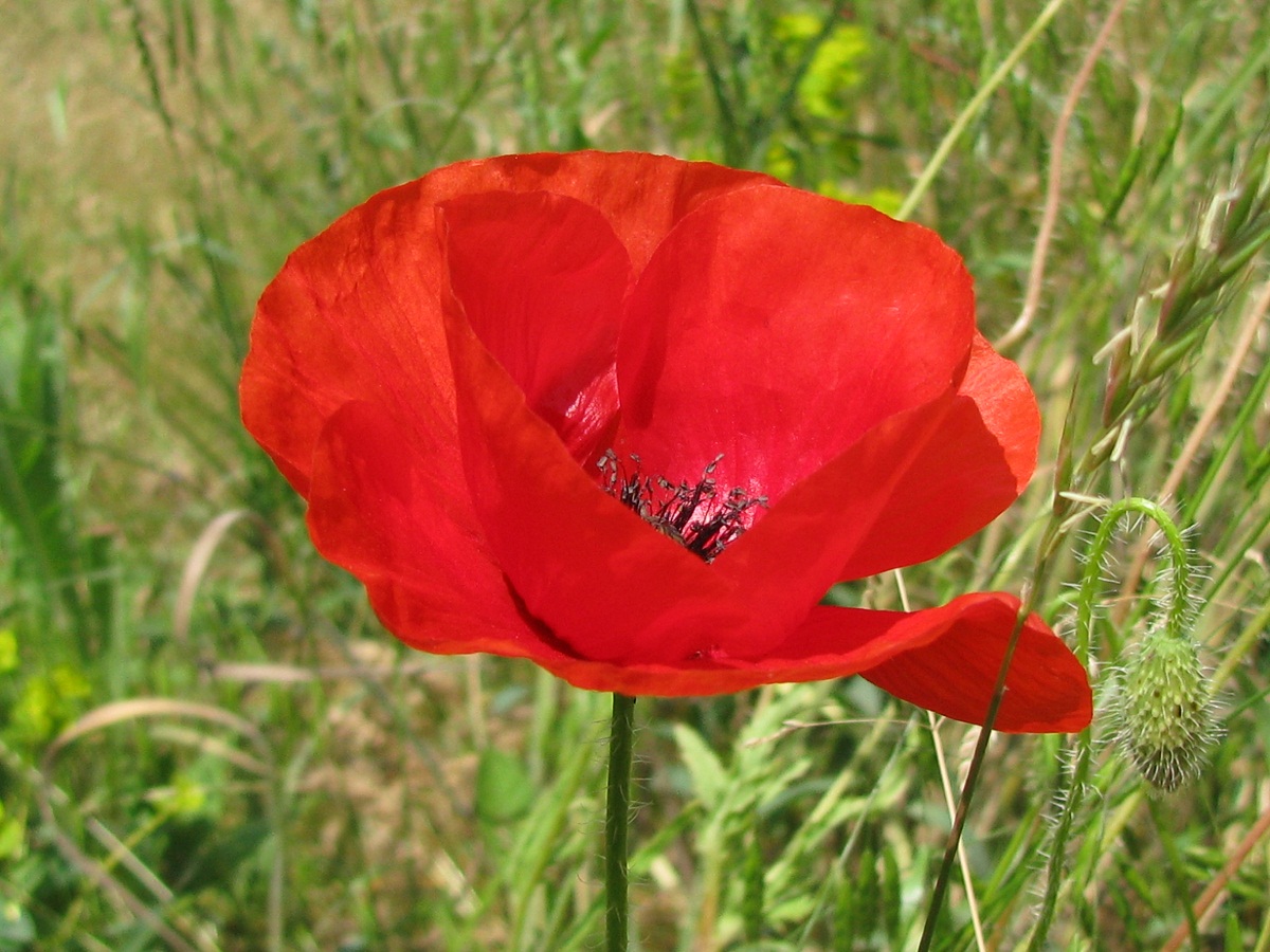 Изображение особи Papaver rhoeas.