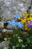 Myosotis alpestris