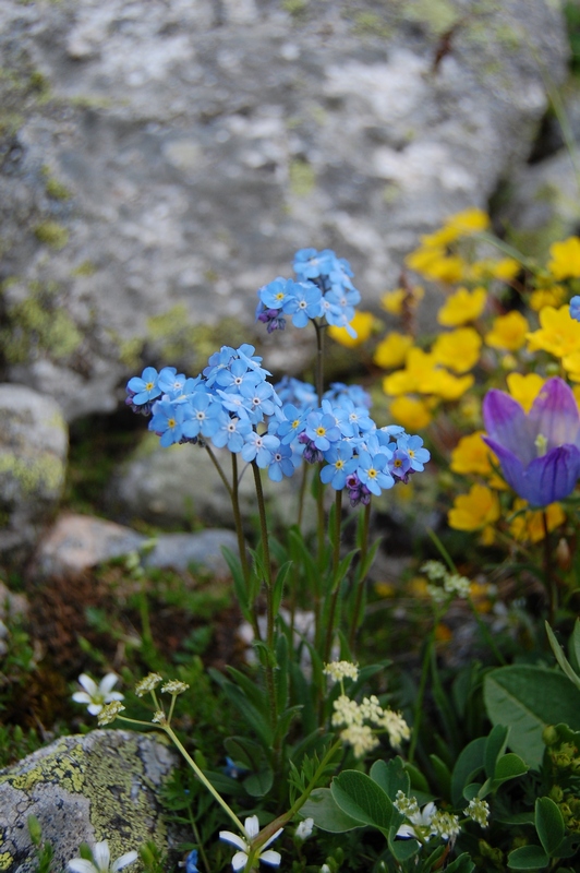 Изображение особи Myosotis alpestris.