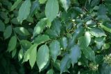 Diospyros virginiana. Ветви. Узбекистан, г. Ташкент, Ботанический сад им. Ф.Н. Русанова, 16.05.2009.