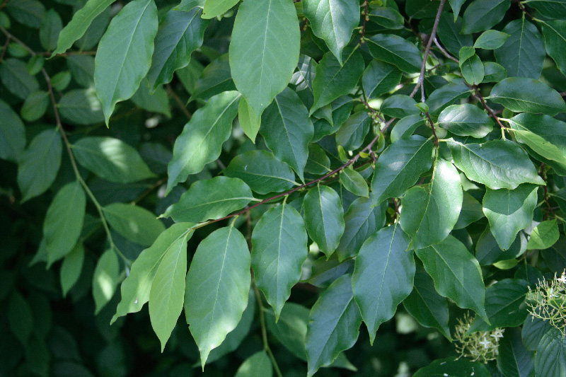 Image of Diospyros virginiana specimen.