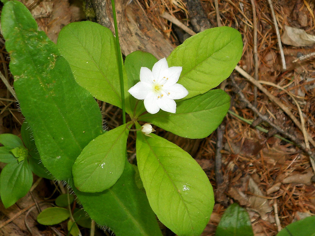 Изображение особи Trientalis arctica.