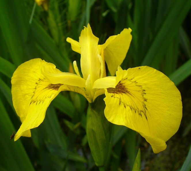 Image of Iris pseudacorus specimen.