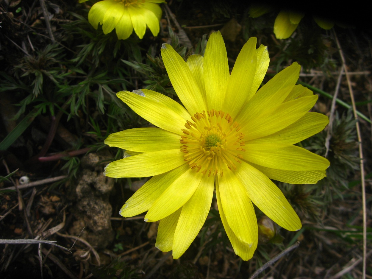 Image of Adonis volgensis specimen.