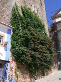 Campsis radicans. Цветущее растение на каменной башне. Португалия, Обидуш. 16.07.2012.