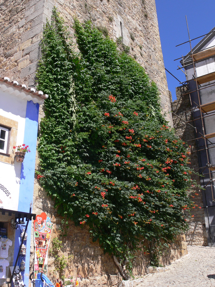 Изображение особи Campsis radicans.