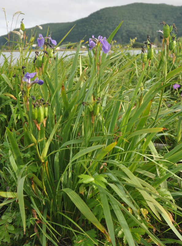 Изображение особи Iris setosa.
