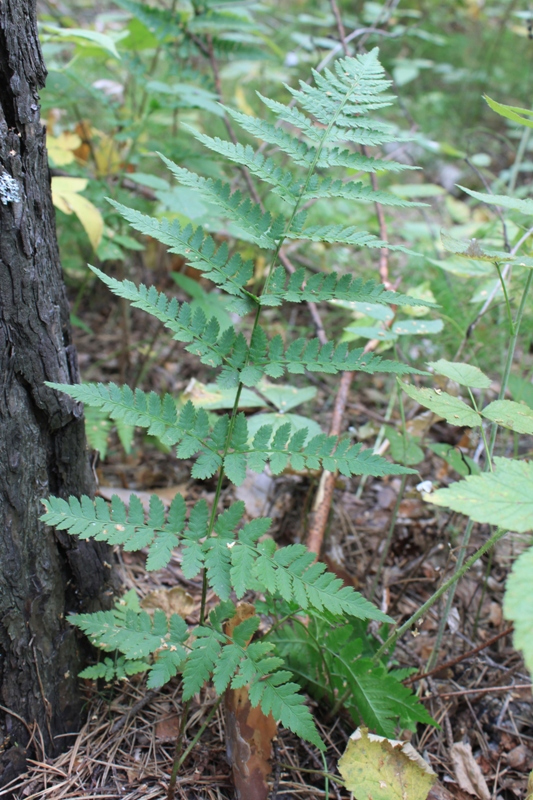 Изображение особи Dryopteris carthusiana.