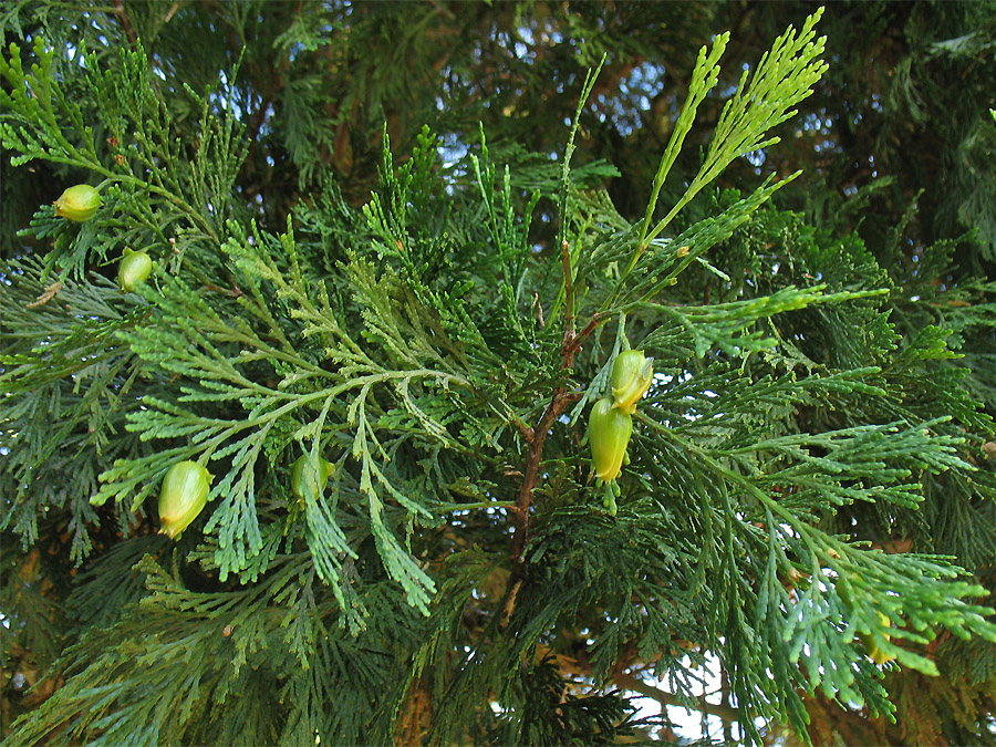 Изображение особи Calocedrus decurrens.