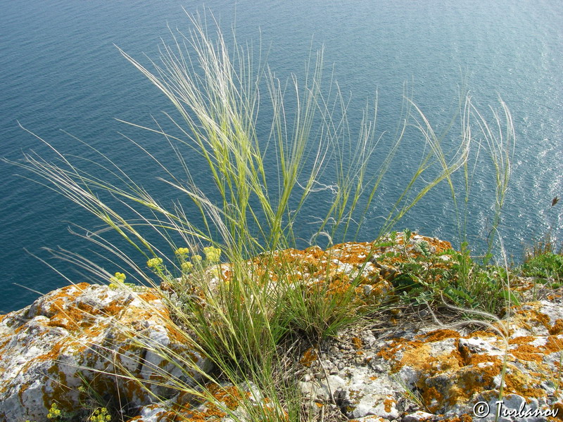 Image of Stipa lithophila specimen.