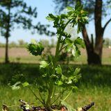 Ranunculus sceleratus. Выкопанное цветущее растение. Ростовская обл., Неклиновский р-н, Николаевское с/п, дол. р. Миус. 08.05.2013.