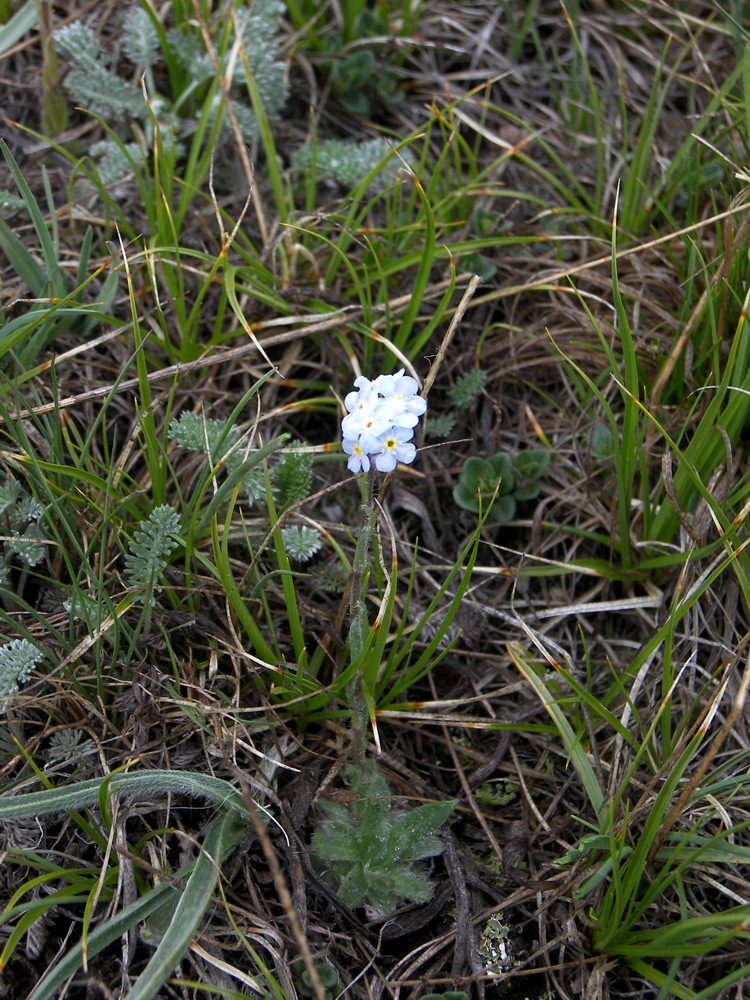 Image of Eritrichium caucasicum specimen.