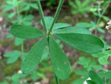 Dorycnium graecum