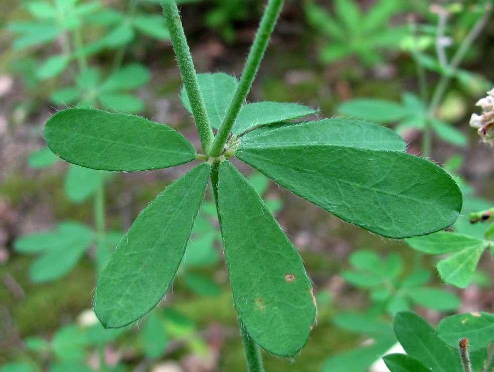 Изображение особи Dorycnium graecum.