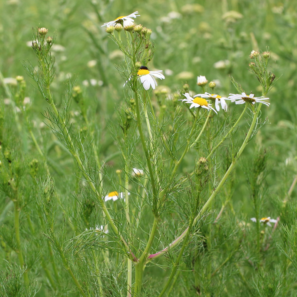 Изображение особи Tripleurospermum inodorum.