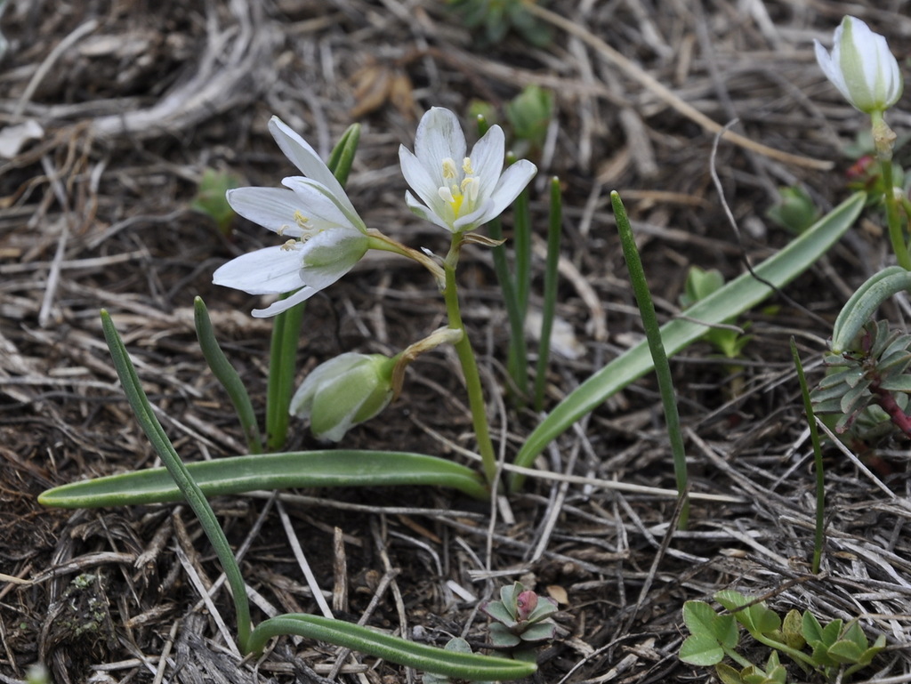 Изображение особи Ornithogalum oligophyllum.