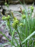 Carex flava