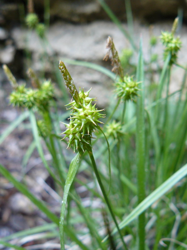 Изображение особи Carex flava.