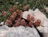 Sedum hispanicum