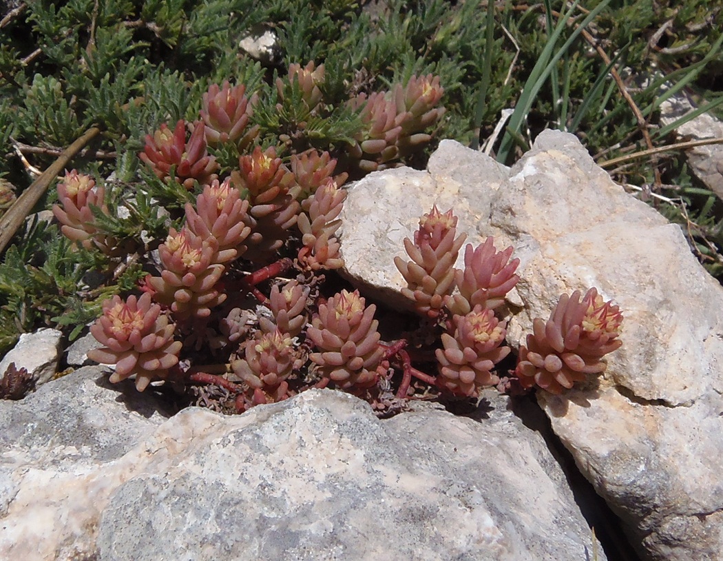 Изображение особи Sedum hispanicum.