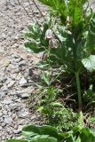 Fritillaria olgae