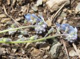 Myosotis lithospermifolia. Верхушки соцветий. Карачаево-Черкесия, Теберда, гора Лысая. 29.05.2013.