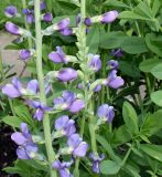 Baptisia australis