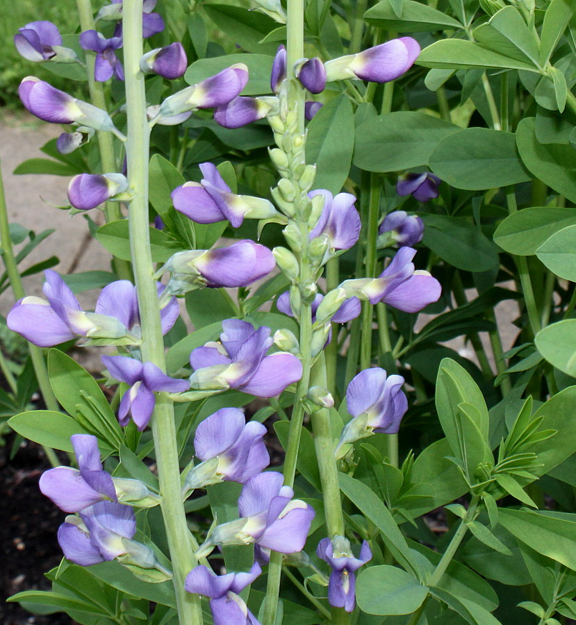 Изображение особи Baptisia australis.