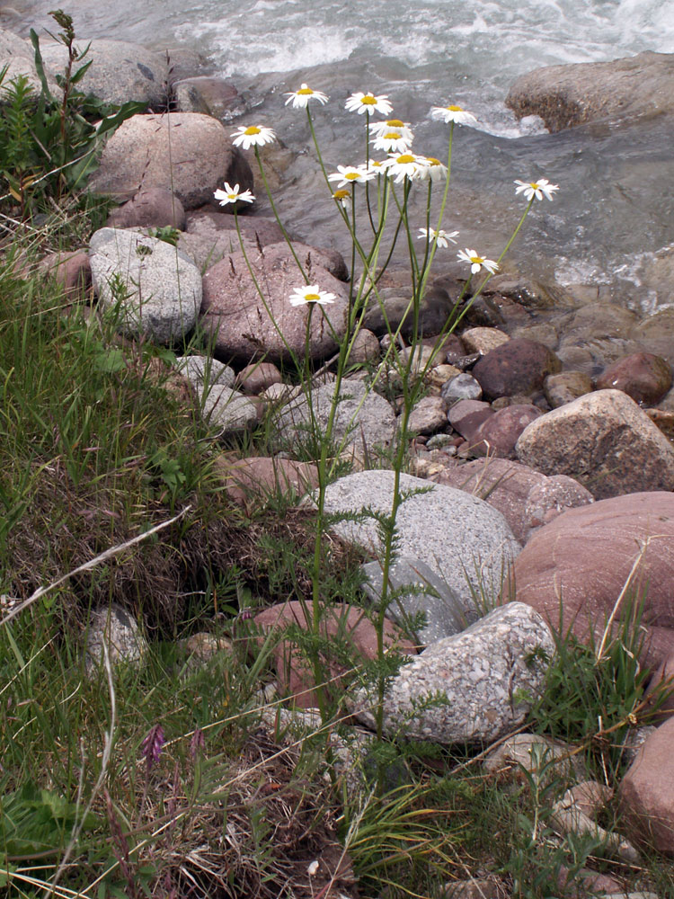 Image of Pyrethrum alatavicum specimen.