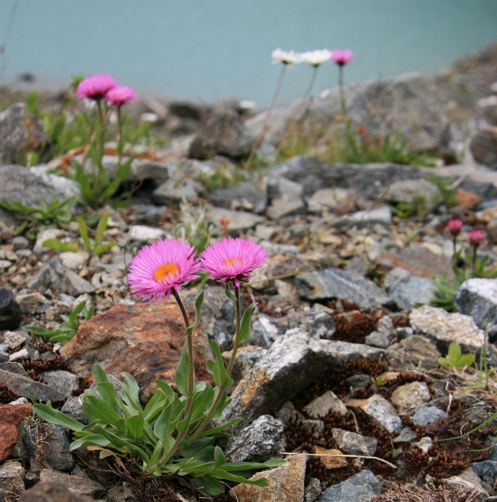Image of Erigeron venustus specimen.