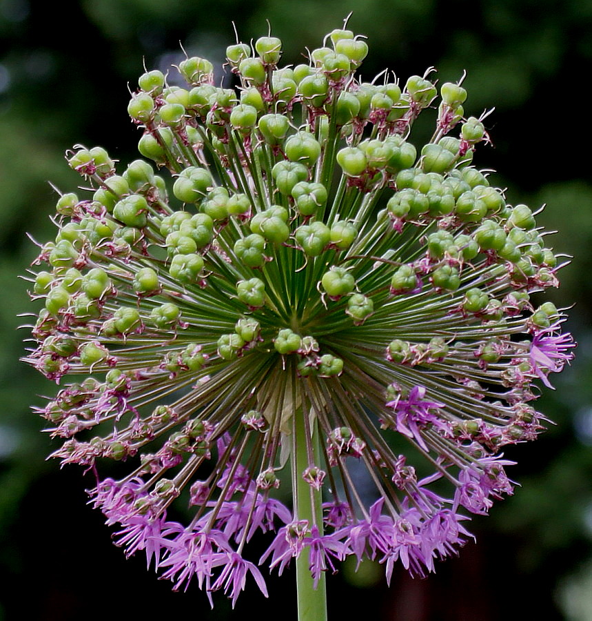 Image of Allium aflatunense specimen.