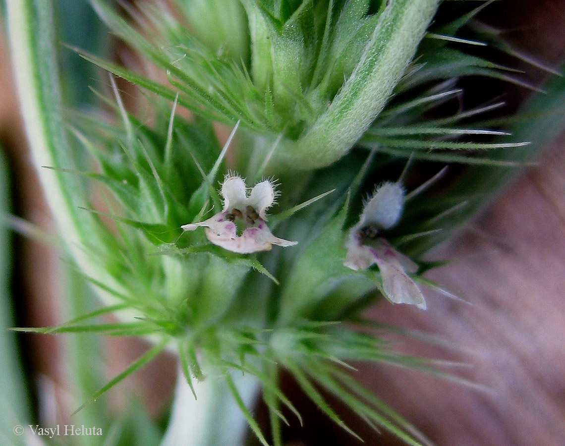 Изображение особи Chaiturus marrubiastrum.