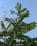 Robinia viscosa