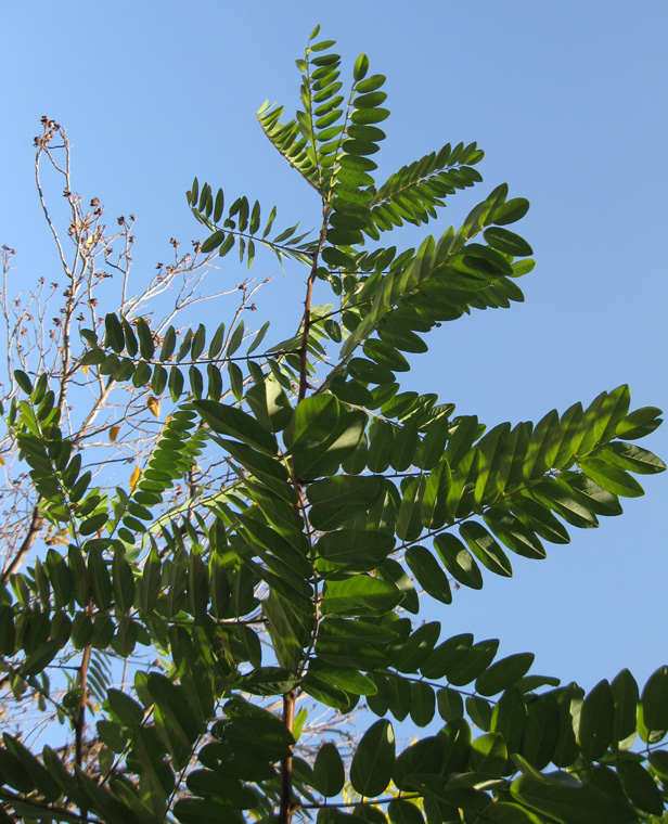 Image of Robinia viscosa specimen.