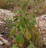 Persicaria orientalis. Цветущее растение. Украина, Запорожская обл., Гуляйпольский р-н, окраина г. Гуляйполе, мусорник. 24.08.2013.