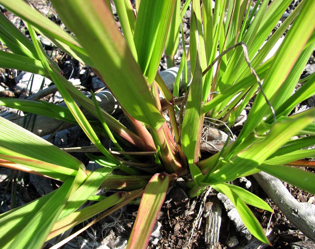 Image of Festuca arundinacea specimen.
