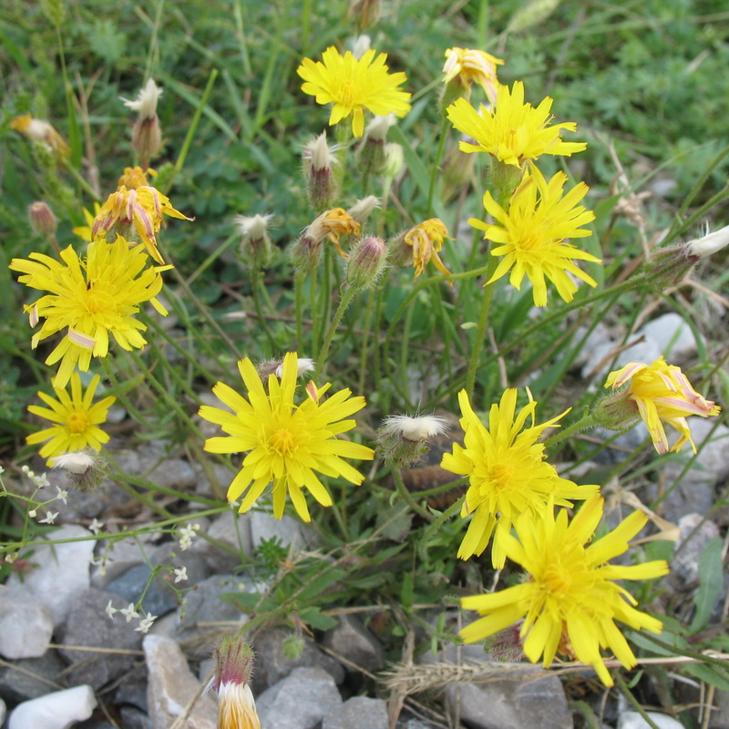 Image of genus Crepis specimen.