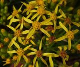 Senecio schwetzowii